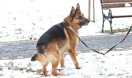 TORIN - pokocha. obroni, zostanie wierny na zawsze