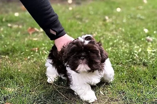 Szczeniak Shih Tzu, Wielkopolskie, Brenno