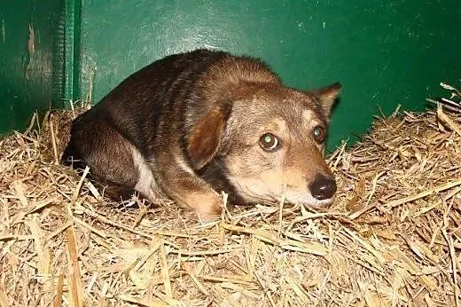 Malutki i uroczy Groszek bardzo pilnie szuka domu,