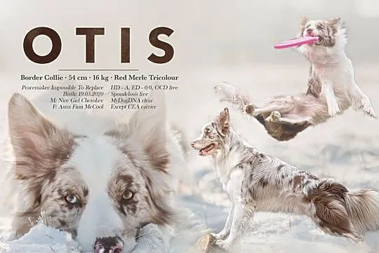 Border Collie Reproduktor ZKwP FCI