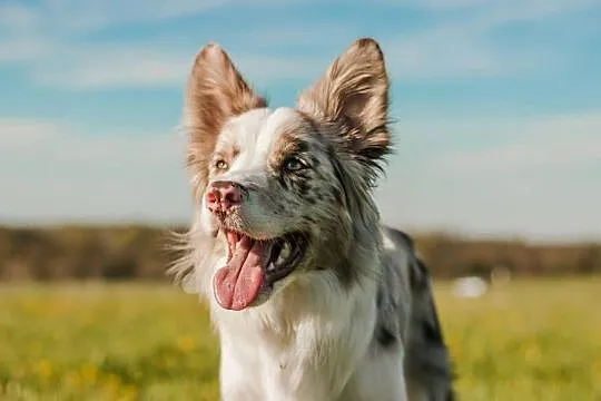 Border Collie Reproduktor ZKwP FCI, Mazowieckie, Warszawa