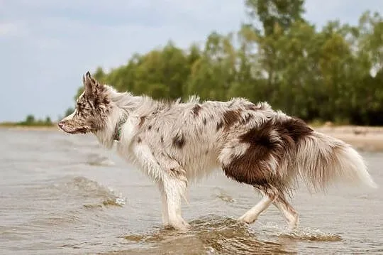 Border Collie Reproduktor ZKwP FCI, Mazowieckie, Warszawa