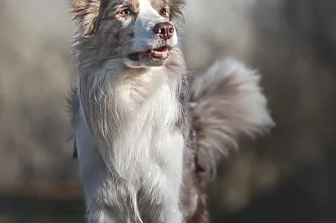 Border Collie Reproduktor ZKwP FCI, Mazowieckie, Warszawa
