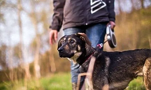 11-miesięczna suczka do adopcji, dolnośląskie Wał