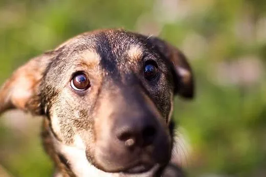 11-miesięczna suczka do adopcji,  dolnośląskie Wał
