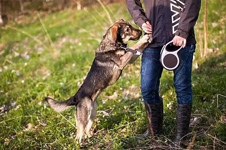 11-miesięczna suczka do adopcji,  dolnośląskie Wał