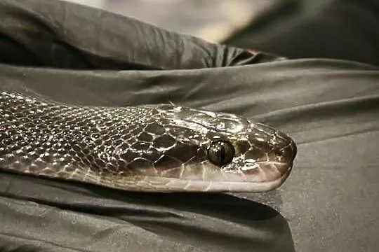 lamprophis fuliginosus czarna mahoniowka