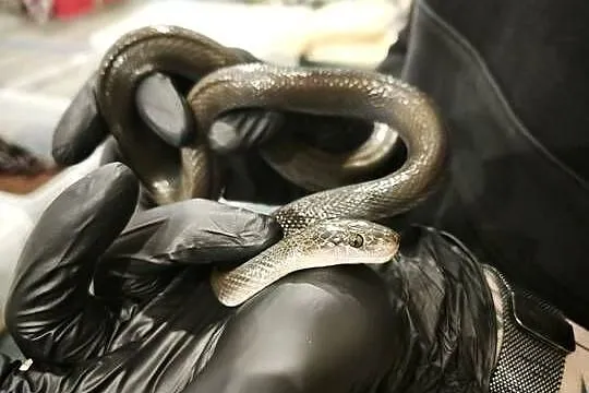 lamprophis fuliginosus czarna mahoniowka, Dolnośląskie, Wałbrzych