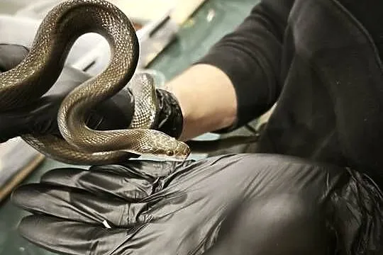 lamprophis fuliginosus czarna mahoniowka, Dolnośląskie, Wałbrzych