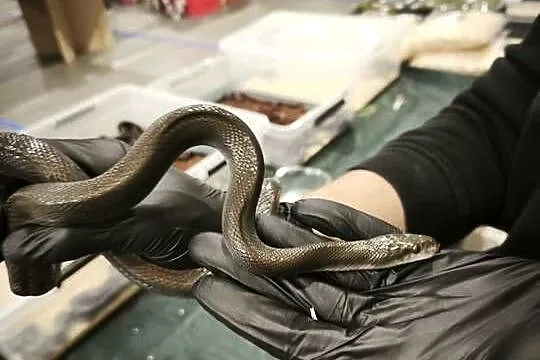 lamprophis fuliginosus czarna mahoniowka, Dolnośląskie, Wałbrzych