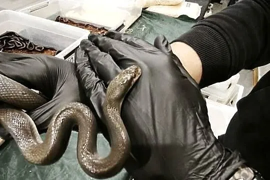 lamprophis fuliginosus czarna mahoniowka, Dolnośląskie, Wałbrzych
