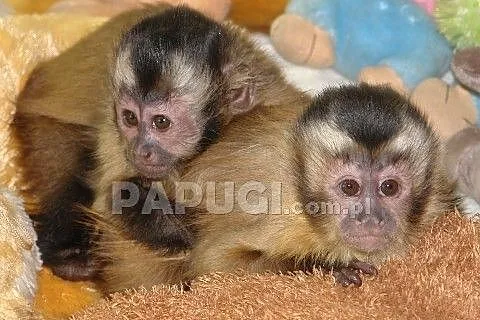 Małpki kapucynki 3-miesięczne
