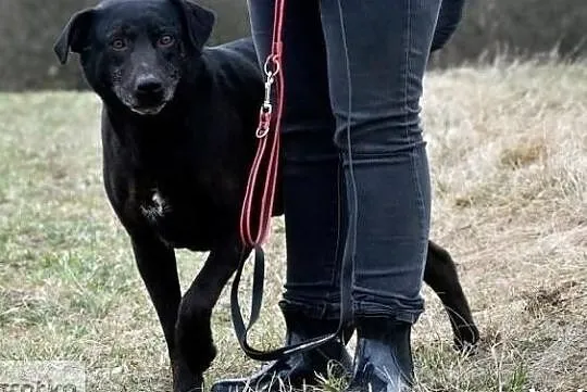 Piękny kochający ludzi i świat psiak szuka dobrego i cierpliwego domku, Małopolskie, Kraków