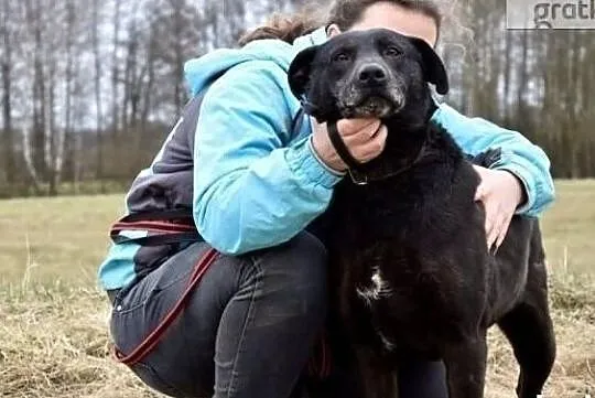 Piękny kochający ludzi i świat psiak szuka dobrego i cierpliwego domku, Małopolskie, Kraków