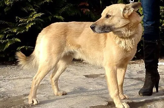 Zeus, niezwykle przyjazny biszkoptowy przytulas sz