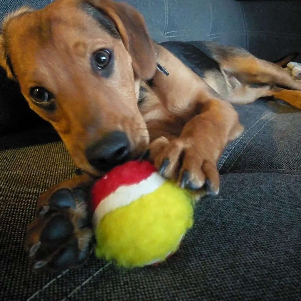 Oddam 6 miesiecznego pieska w dobre ręcę, Śląskie, Bytom