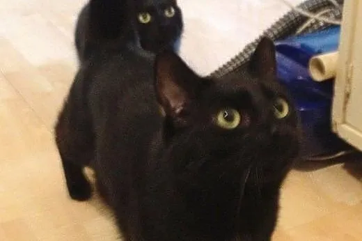 Czaruś i Borys - dwa czarne koty. Dla czarownicy? 