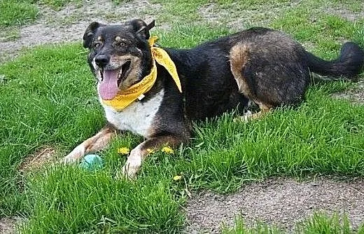Canis dostał lepsze życie. Teraz czeka na nowy dom