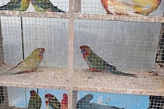 Papugi różne, Łódzkie, Wolbórz