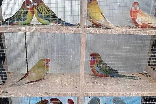 Papugi różne, Łódzkie, Wolbórz