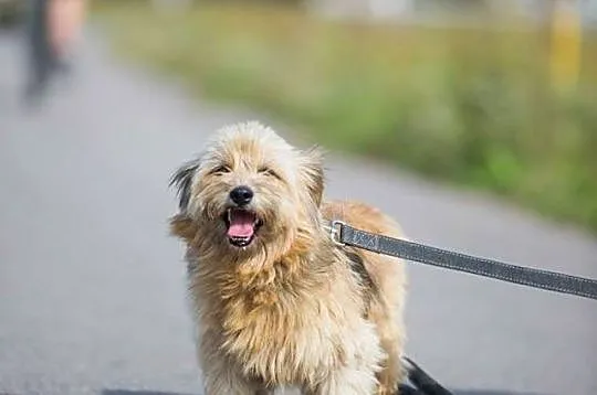 Malutki Puszek, niekonfliktowy KANAPOWY psiak szuk