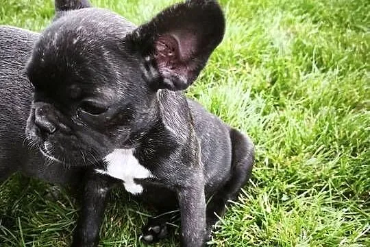 Buldog francuski