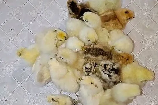 Sprzedam Pisklaki Silki tygodniowe, Podkarpackie, Suchorzów