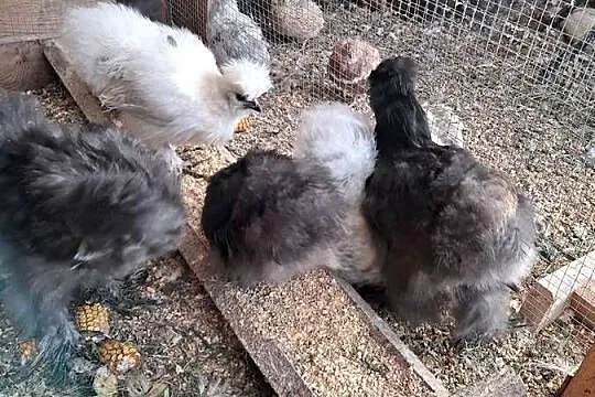 Sprzedam, Lubuskie, Wędrzyn