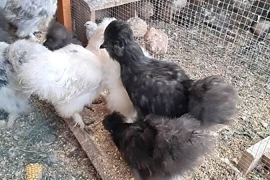 Sprzedam, Lubuskie, Wędrzyn