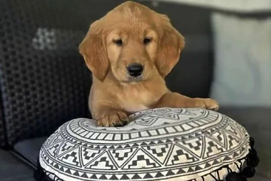 Golden Retriwer Suczka