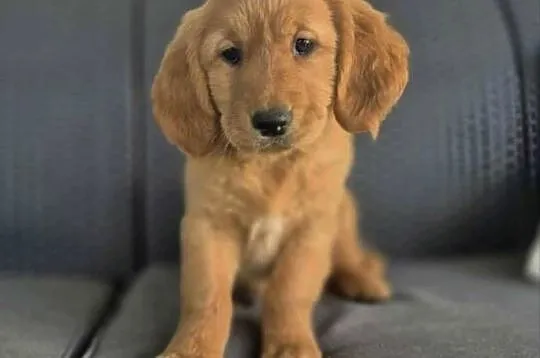 Golden Retriwer Suczka, Małopolskie, Bolesław