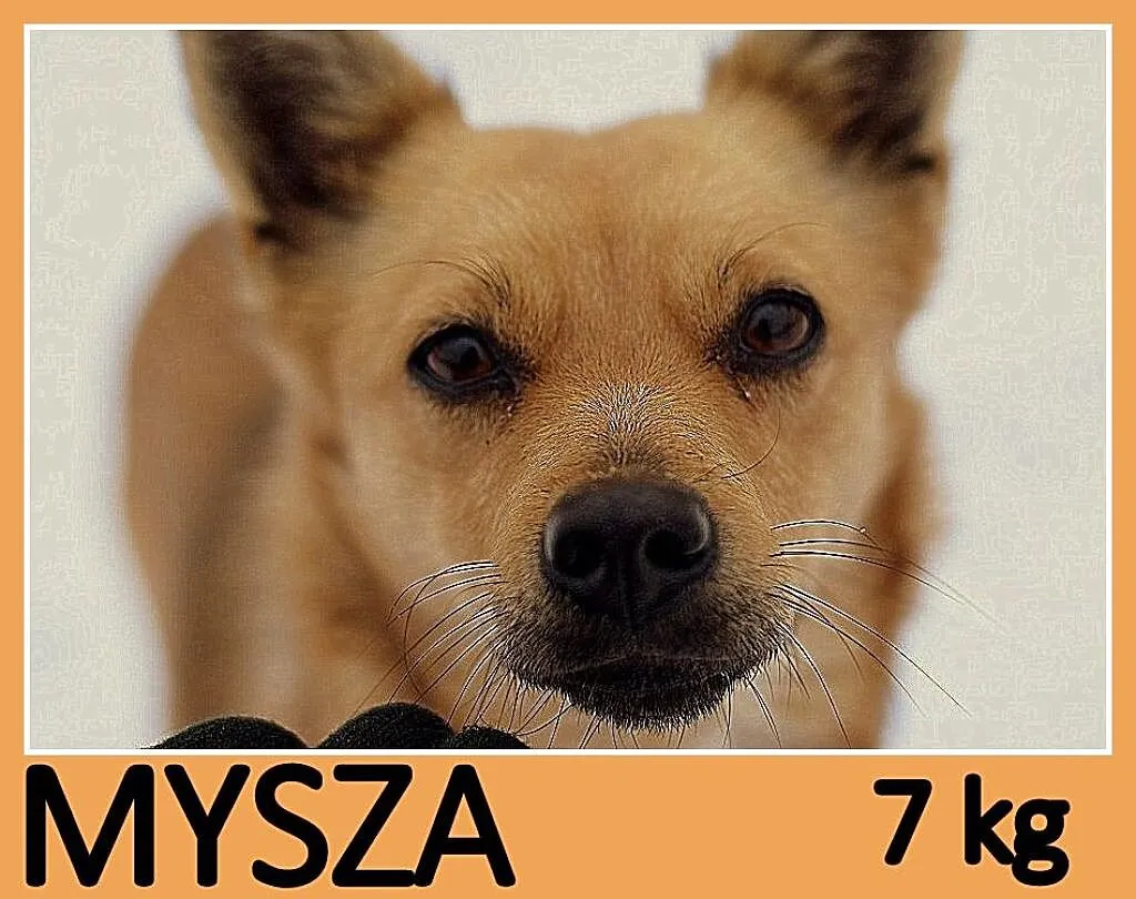 Mała 7 kg,łagodna,towarzyska,kontaktowa,bystra sun