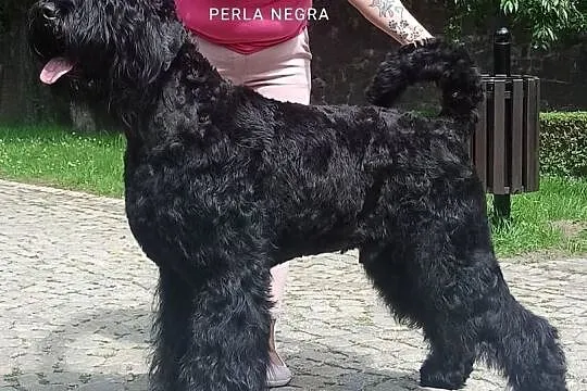 Czarny Terier Rosyjski szczeniak, Dolnośląskie, Stary Zamek