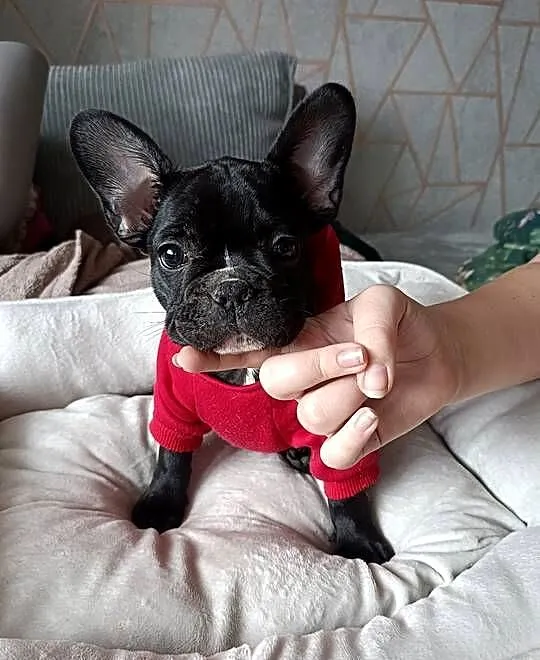 Buldog francuski, Kujawsko-pomorskie, Złotniki Kujawskie