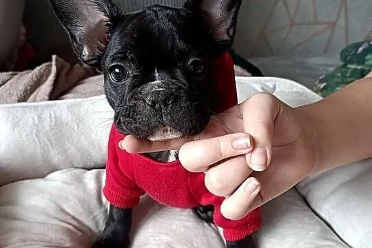 Buldog francuski, Kujawsko-pomorskie, Złotniki Kujawskie