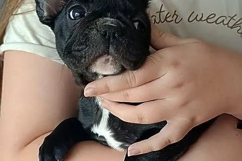 Buldog francuski, Kujawsko-pomorskie, Złotniki Kujawskie