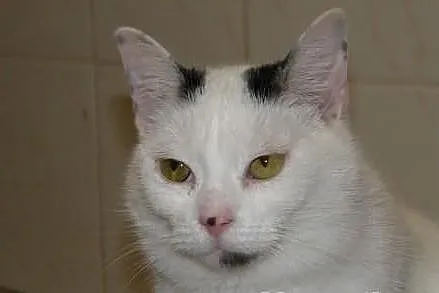 RANGA - piękna i pomysłowa młoda kocia do adopcji