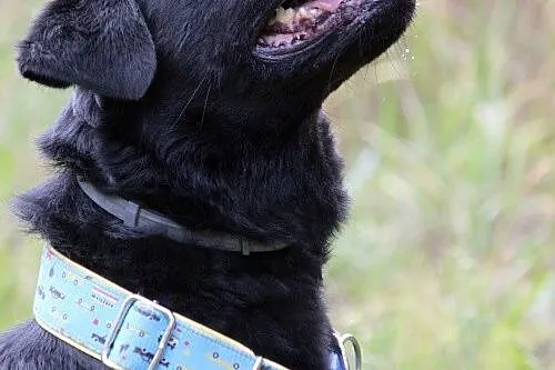 Bleki w typie labradora z utęsknieniem czeka na do