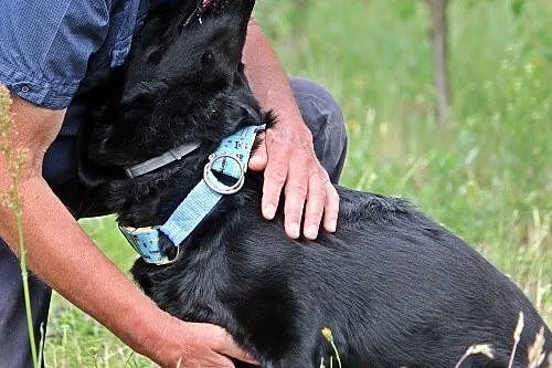 Bleki w typie labradora z utęsknieniem czeka na do