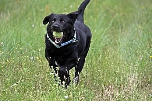 Bleki w typie labradora z utęsknieniem czeka na do