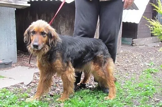 Tessa - cudowna sunia bez domku,  dolnośląskie Wro