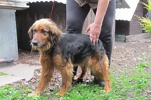 Tessa - cudowna sunia bez domku,  dolnośląskie Wro