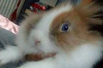 Karzełek Teddy miniaturka z klatką