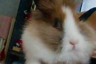 Karzełek Teddy miniaturka z klatką, Kujawsko-pomorskie, Grudziądz