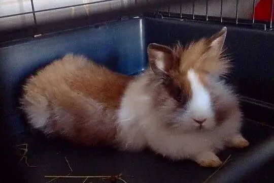Karzełek Teddy miniaturka z klatką, Kujawsko-pomorskie, Grudziądz
