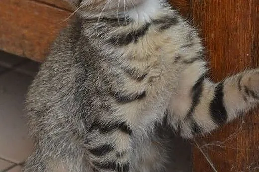 Komu małego tygrysa? Julek czeka na dom!,  mazowie