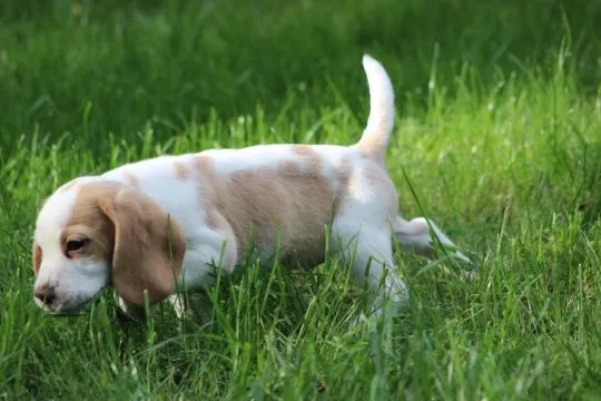 Beagle szczeniaczki po Championie Polski ZKwP (FCI), , Aleksandria Pierwsza