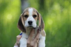 Beagle szczeniaczki po Championie Polski ZKwP (FCI)