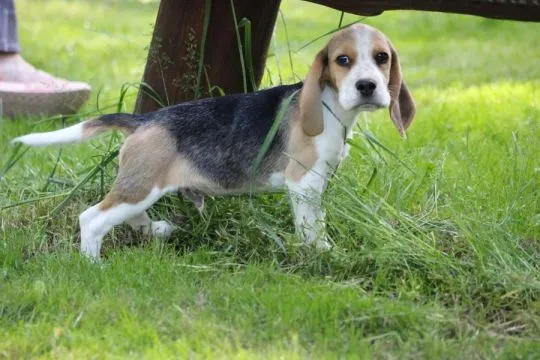 Beagle szczeniaczki po Championie Polski ZKwP (FCI), , Aleksandria Pierwsza