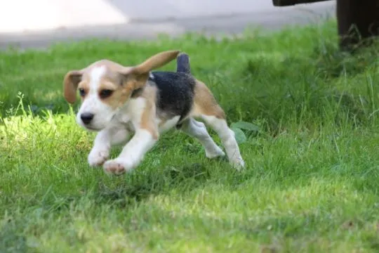 Beagle szczeniaczki po Championie Polski ZKwP (FCI), , Aleksandria Pierwsza